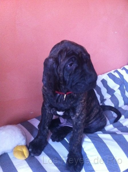 Foto 3.jpg - ...aber ich lasse mir noch was einfallen, damit hier mehr Action ist.